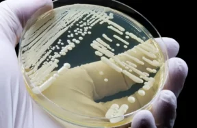 Süper Dirençli Mantar: Avrupa ve Avusturya’da Hızla Yayılıyor