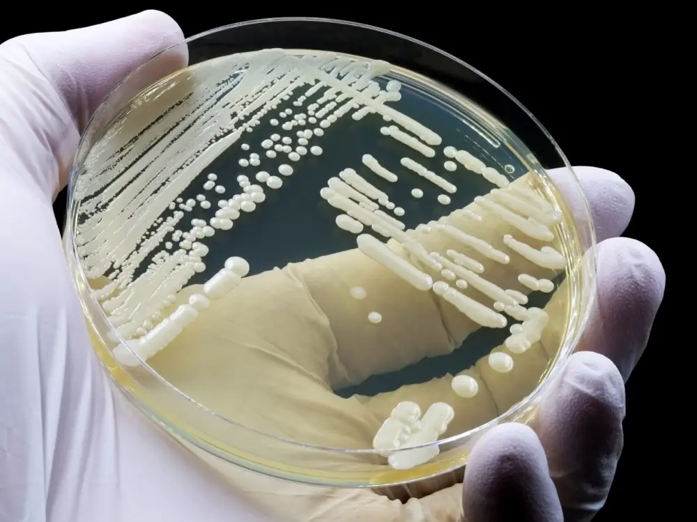 Süper Dirençli Mantar: Avrupa ve Avusturya’da Hızla Yayılıyor