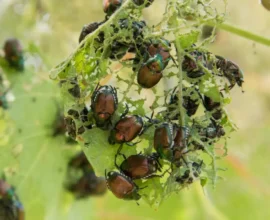 Tarım İçin Tehlike: Tirol’de Japankäfer Vakası Tespit Edildi