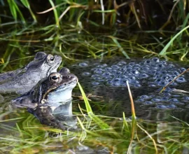 Tirol'de Göl Seviyesi Tartışması: Kurbağa Cenneti Tehlikede mi?