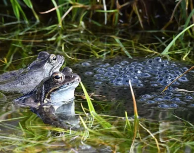 Tirol'de Göl Seviyesi Tartışması: Kurbağa Cenneti Tehlikede mi?