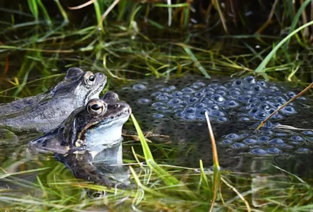 Tirol'de Göl Seviyesi Tartışması: Kurbağa Cenneti Tehlikede mi?