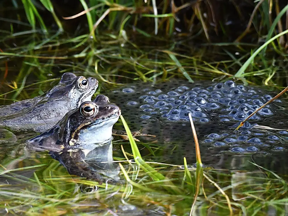 Tirol'de Göl Seviyesi Tartışması: Kurbağa Cenneti Tehlikede mi?