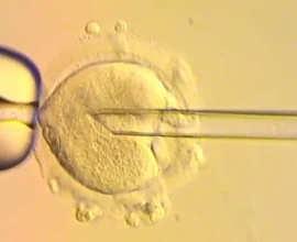 Üç Ebeveynli Bebekler: Genetik Mucize mi, Tehlikeli Gelecek mi?