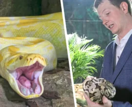 Ünlü Akvaryumda Yılan Ölümü: Sedasyon Tepkilere Yol Açtı