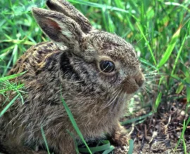 Viyana'da Mutasyona Uğrayan Tavşan Vebası Yaban Tavşanlarını Yok Edebilir