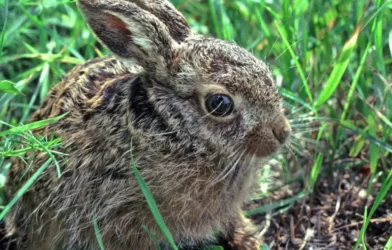 Viyana'da Mutasyona Uğrayan Tavşan Vebası Yaban Tavşanlarını Yok Edebilir