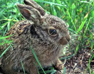 Viyana'da Mutasyona Uğrayan Tavşan Vebası Yaban Tavşanlarını Yok Edebilir
