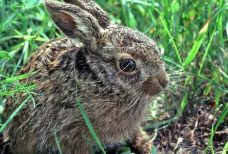Viyana'da Mutasyona Uğrayan Tavşan Vebası Yaban Tavşanlarını Yok Edebilir