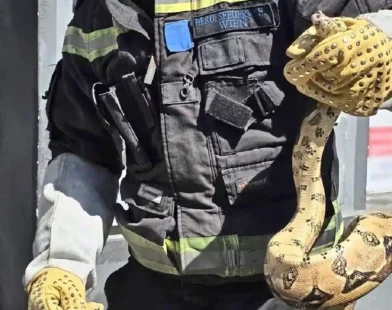 Viyana’da Otomobilin Motorunda Bulunan Boa Yılanı Panik Yarattı