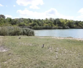 Viyana’da Terk Edilen 9 Aylık Bebeğin Geleceği Belirsiz