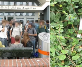 Viyana’daki Okul Saldırısında Şok Gelişme: Öğrenci Kendi Kendini Yaralamış Olabilir