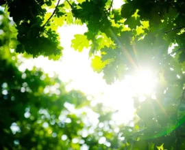 Viyana’nın Eski Tren Sahası Şimdi Bir Doğa Cennetine Dönüşüyor