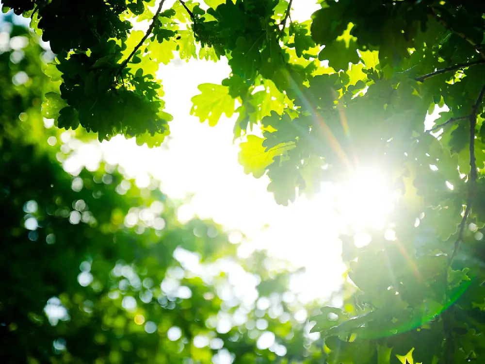 Viyana’nın Eski Tren Sahası Şimdi Bir Doğa Cennetine Dönüşüyor