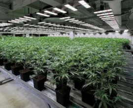 Vorarlberg’de 1500 Kenevir Bitkisi Ele Geçirildi