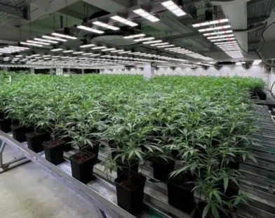 Vorarlberg’de 1500 Kenevir Bitkisi Ele Geçirildi