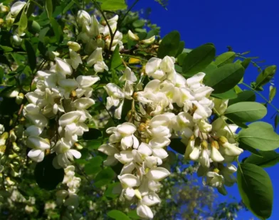 Yabancı Bitkiler Sağlık ve Biyoçeşitliliği Tehdit Ediyor