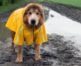 Yeni Hafta Avusturya’ya Soğuk ve Yağışlı Hava Getiriyor
