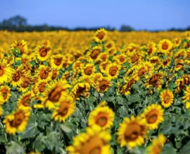 Yeni Hafta ile Birlikte Yaz Sıcakları Geri Dönüyor
