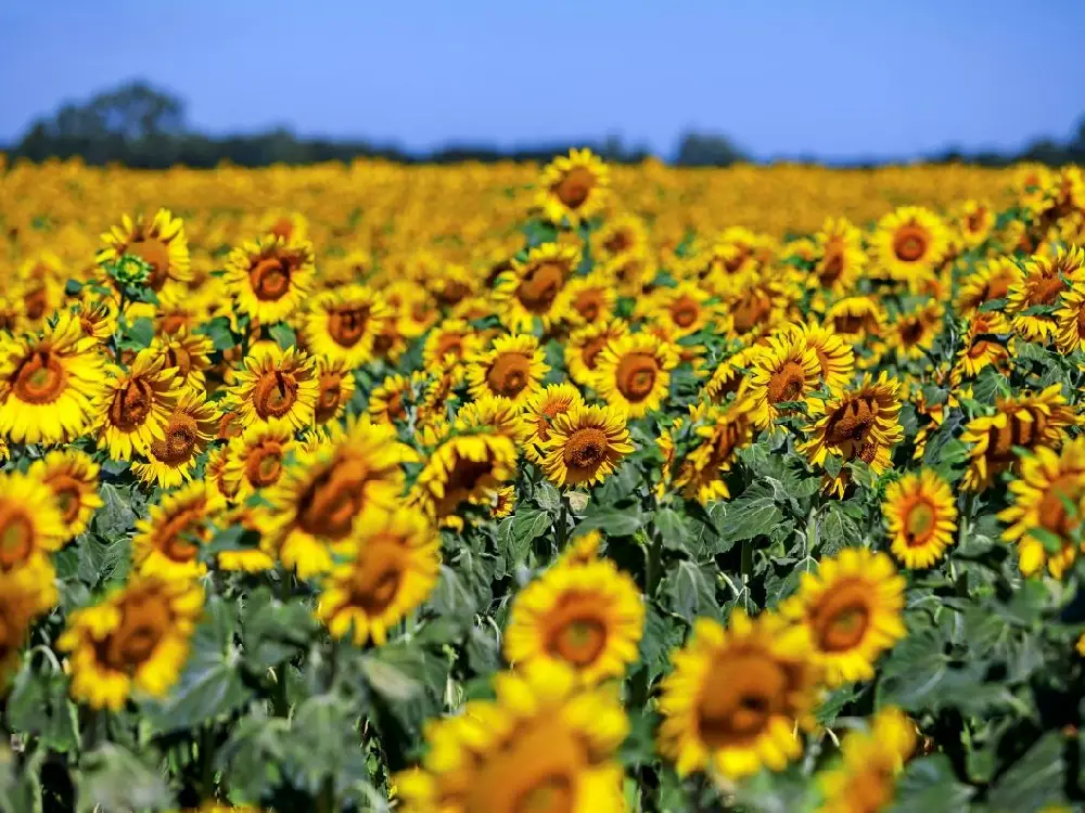 Yeni Hafta ile Birlikte Yaz Sıcakları Geri Dönüyor
