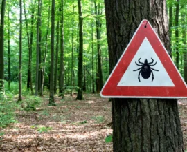 Zehirli Tehlike: Kenelerle Gelen Borreliose Salgını