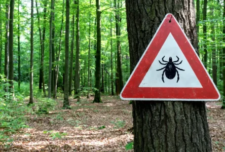 Zehirli Tehlike: Kenelerle Gelen Borreliose Salgını