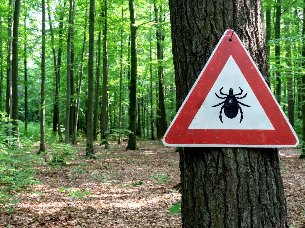 Zehirli Tehlike: Kenelerle Gelen Borreliose Salgını Zehirli Tehlike: Kenelerle Gelen Borreliose Salgını