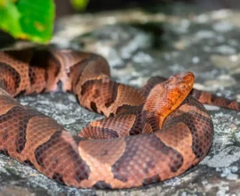 Zehirli Yılanların Evde Beslenmesi Tartışma Yarattı